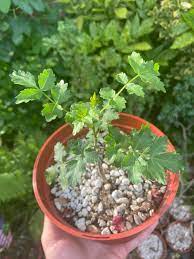 Boswellia Sacra Seeds Planting Guide