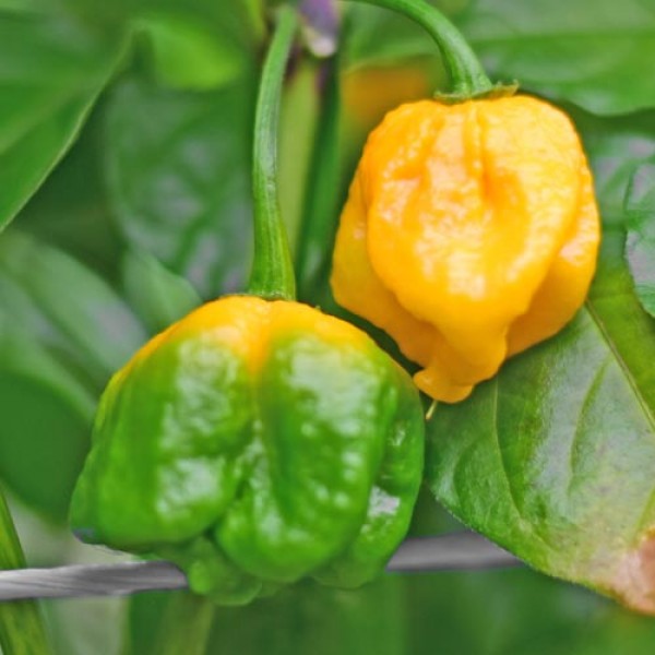 Yellow Reaper Seeds for Planting  Hot Pepper Vegetable