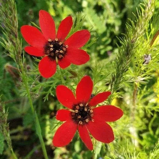 Adonis Flower seeds for Planting - Garden Favorite, Heirloom & GMO Free Seeds for Home Garden