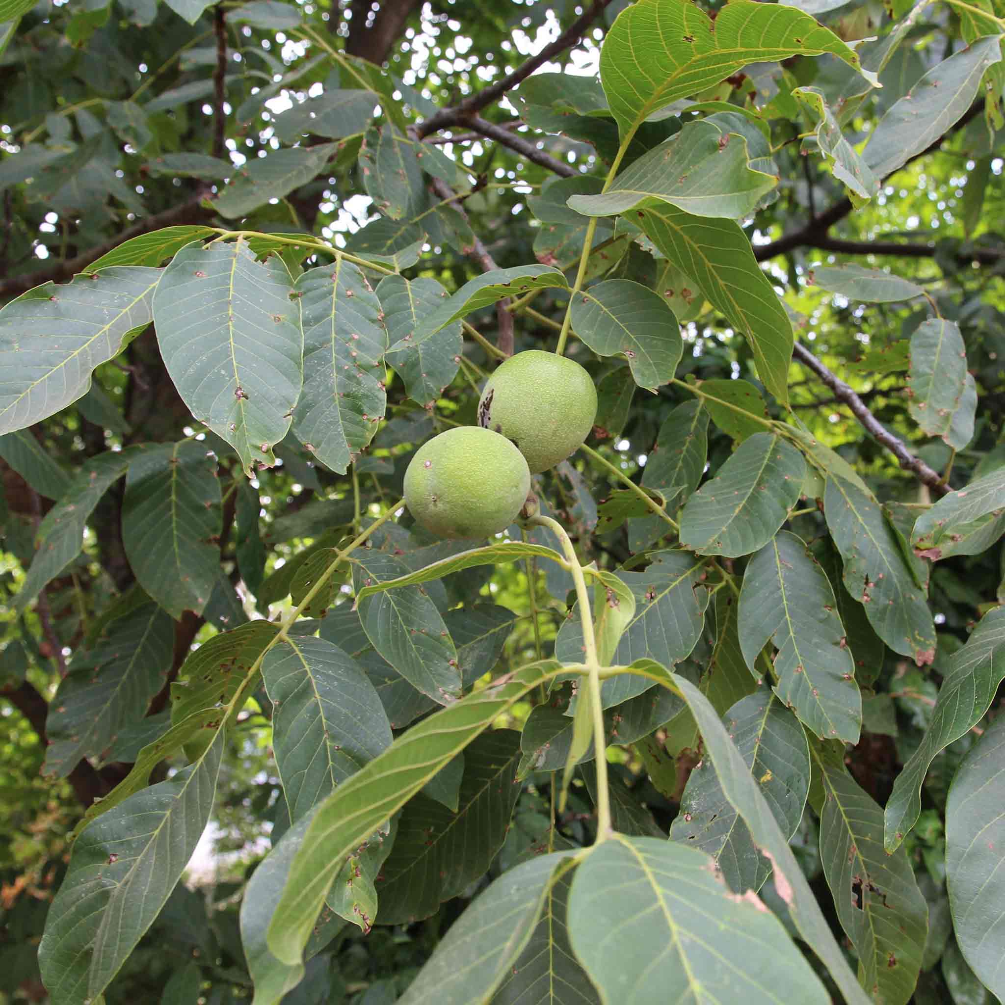 Green Walnut Fruit Planting Seeds - Nutritious Seeds for Home Gardening & Sustainable Planting - Evergrowseeds