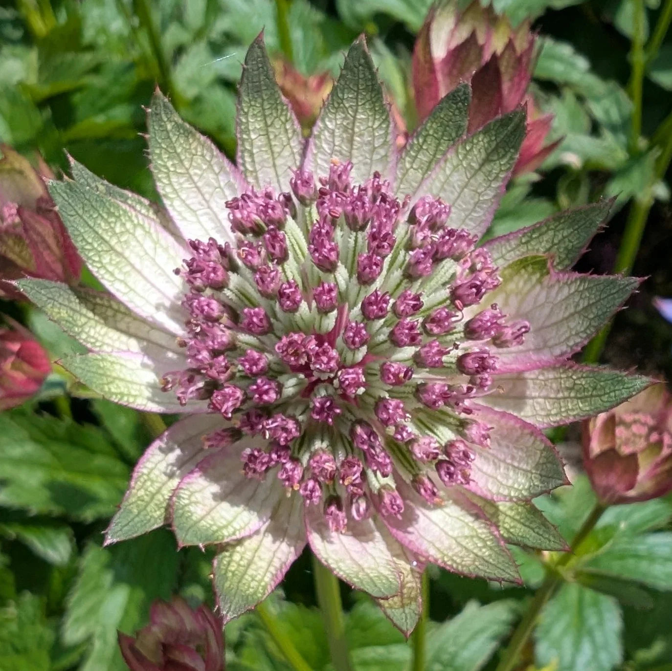 Mixed Astrantia Flower seeds for Planting - Shade Tolerant, Heirloom & GMO Free Seeds for Home Garden