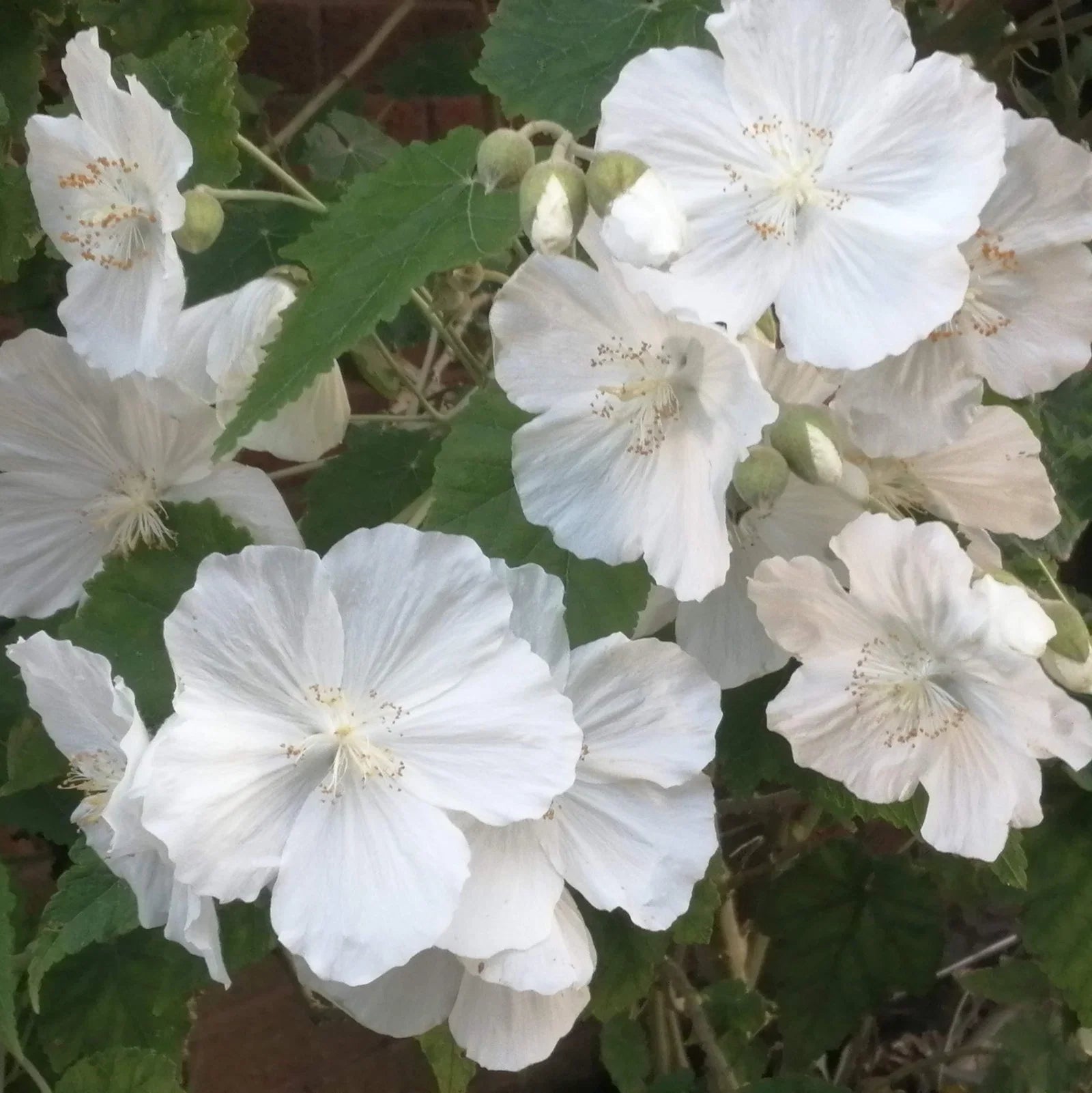 Abutilon Flower seeds for Planting - Seasonal Bloomer, Heirloom & GMO Free Seeds for Home Garden