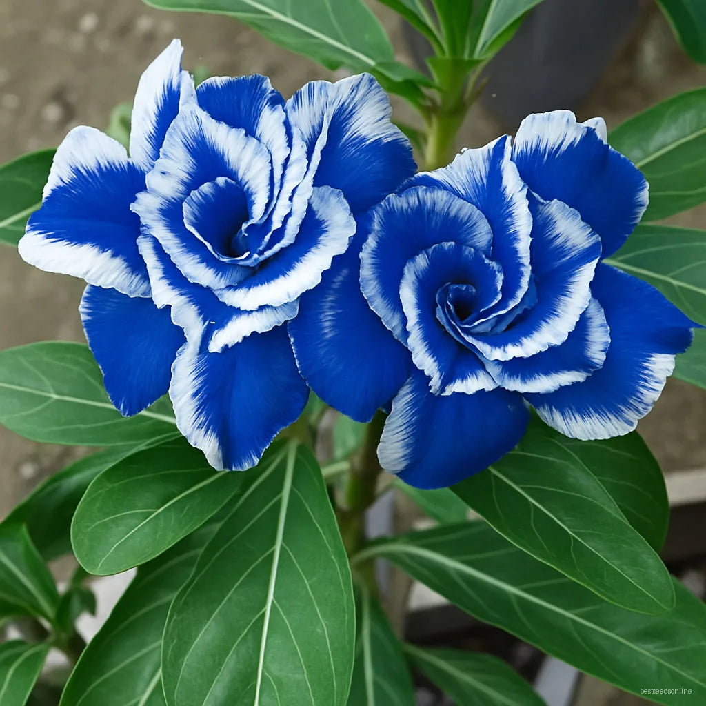 Blue White Adenium Flower seeds for Planting - Cottage Garden Essential, Heirloom & GMO Free Seeds for Home Garden