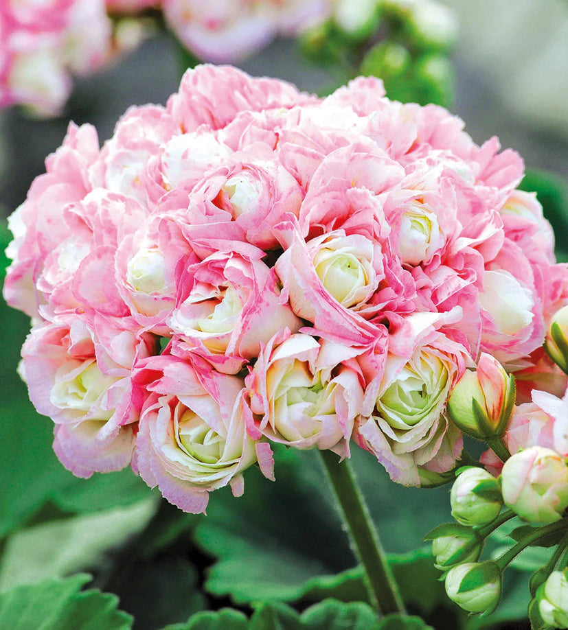 Pink Scented Geranium Flower seeds for Planting - Cottage Garden Essential, Heirloom & GMO Free Seeds for Home Garden
