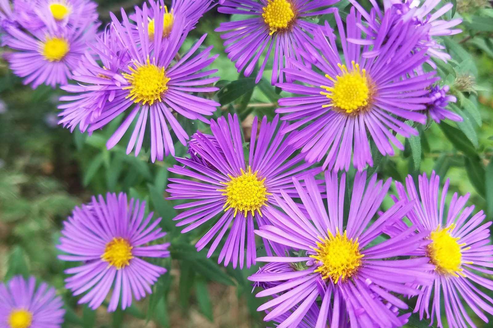 Purple Erigeron Speciosus Flower seeds for Planting - Wildflower Mix, Heirloom & GMO Free Seeds for Home Garden