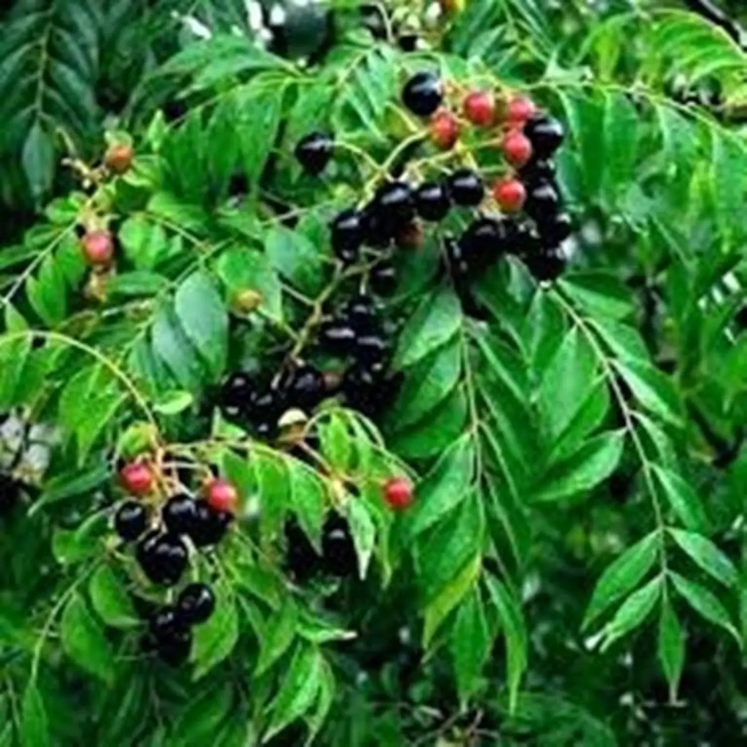Curry Leaves Vegetable Seeds - Grow Fresh Flavors at Home