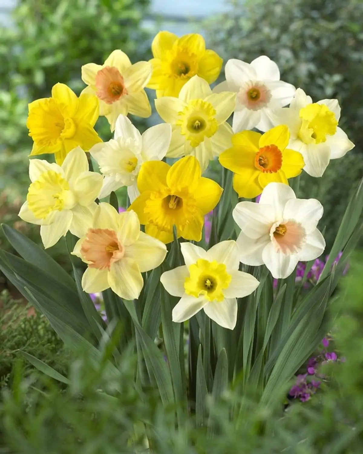 Jonquil Flower seeds for Planting - Easy to Grow, Heirloom & GMO Free Seeds for Home Garden