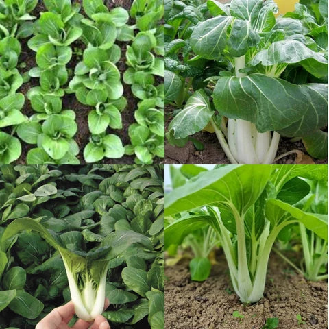 Blizzard Green White Choi Vegetable Seeds for Planting
