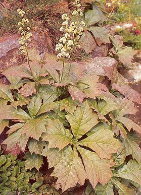 Rodgersia Henrici Plant Seeds For Planting Brown