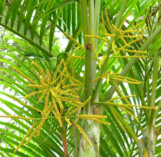 Green Chrysalidocarpus Lutescens Flower seeds for Planting - Cottage Garden Essential, Heirloom & GMO Free Seeds for Home Garden