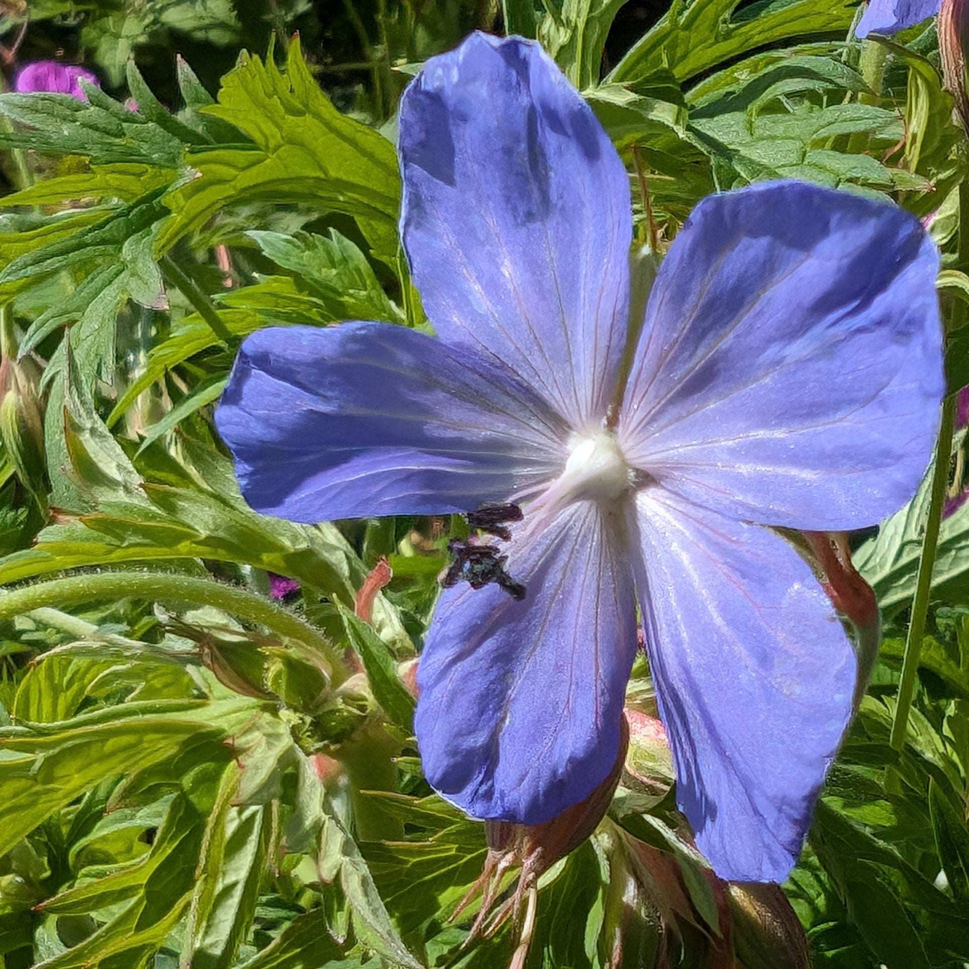 Heirloom Geranium Pratense Flower seeds for Planting Bright Blooms Heirloom & GMO Free Seeds for Home Garden
