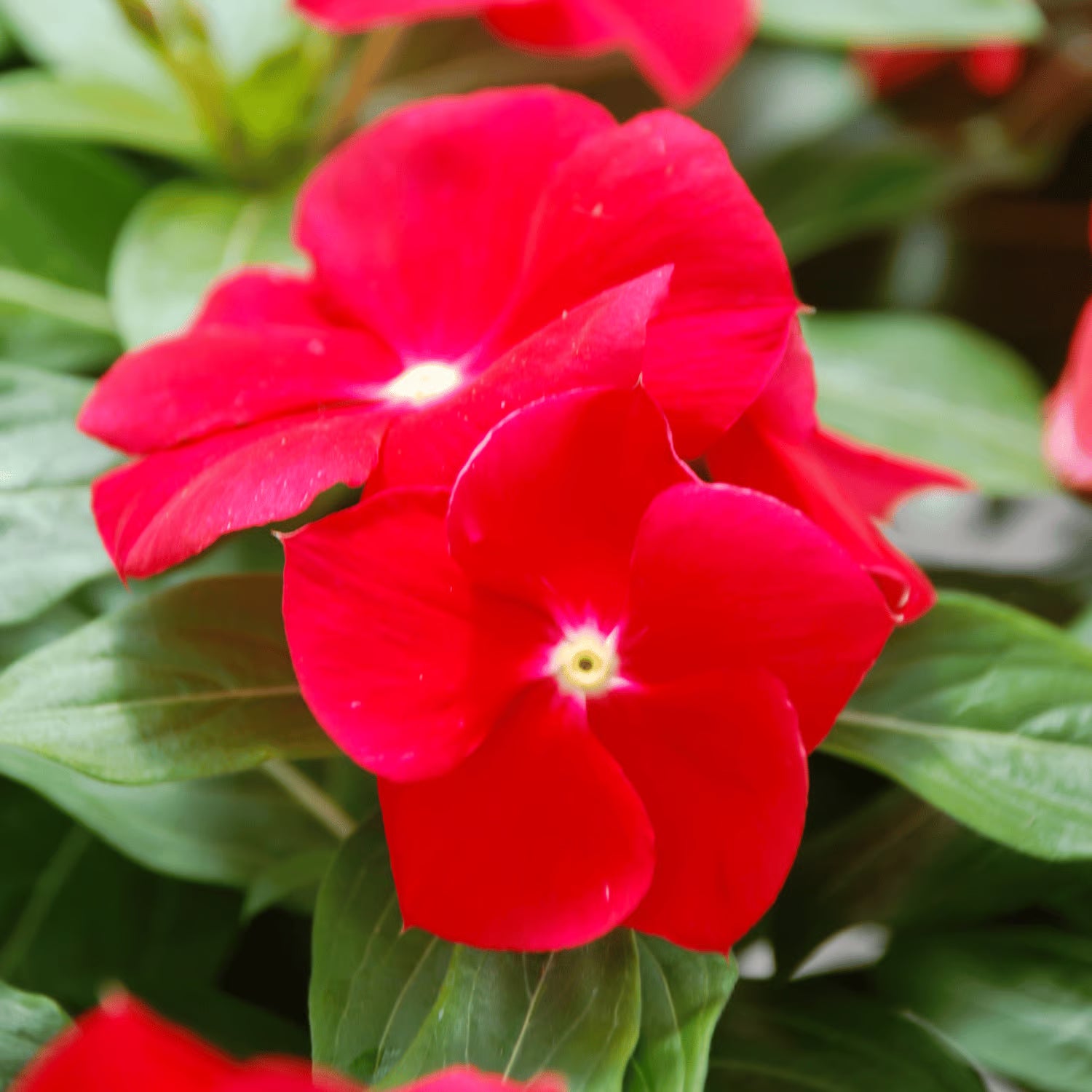 Mixed Madagascar Flower seeds for Planting - Pollinator Friendly, Heirloom & GMO Free Seeds for Home Garden