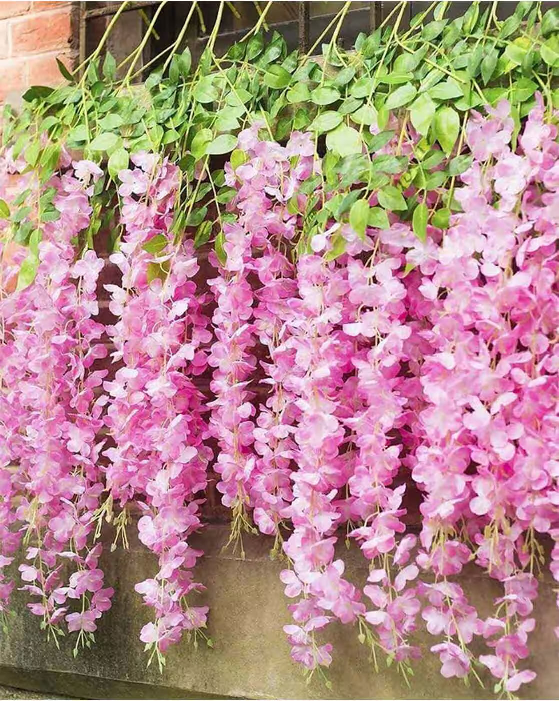 Pink Wisteria Flower seeds for Planting - Bright Blooms, Heirloom & GMO Free Seeds for Home Garden