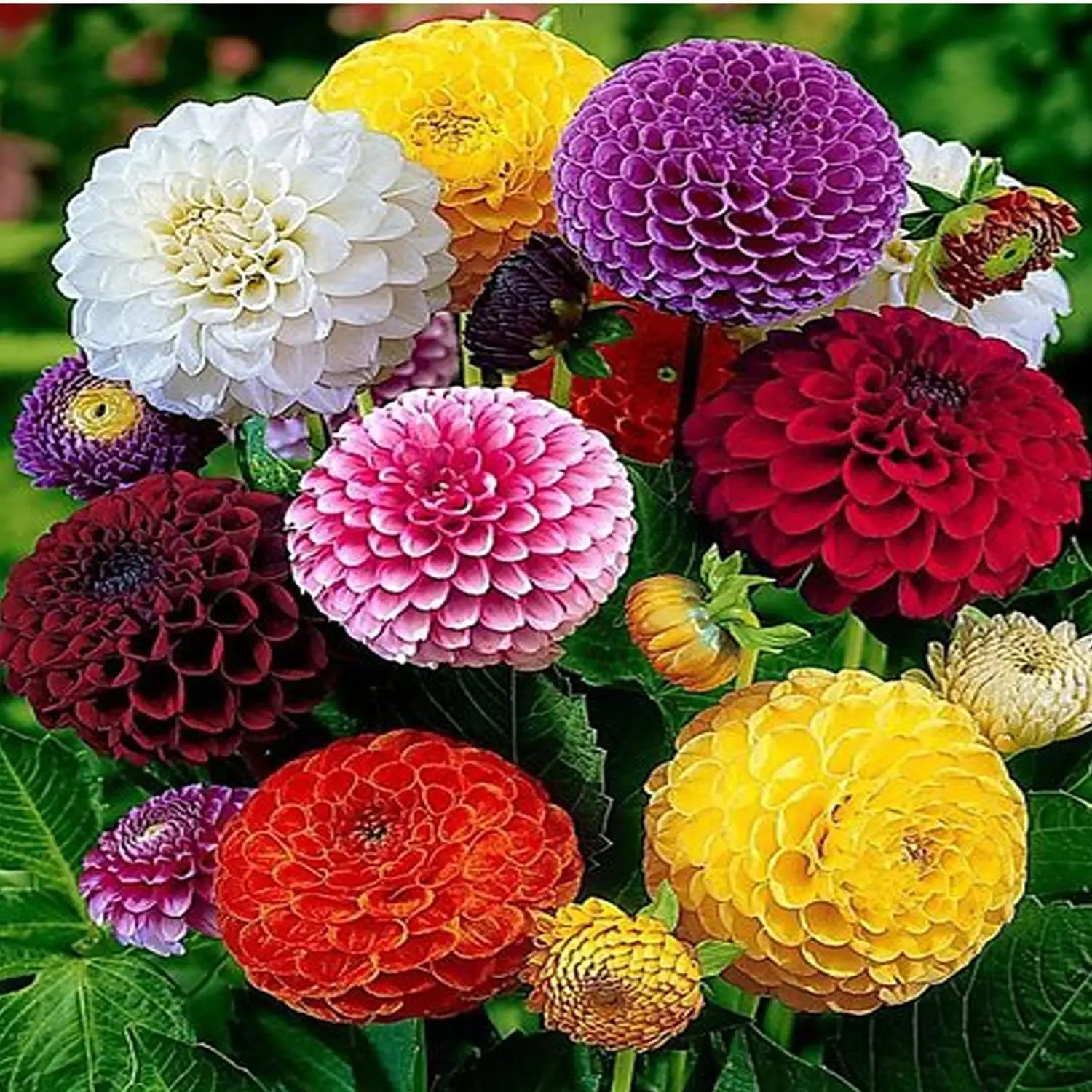 Mix Dahlia Fantasy Flower seeds for Planting - Drought Tolerant, Heirloom & GMO Free Seeds for Home Garden