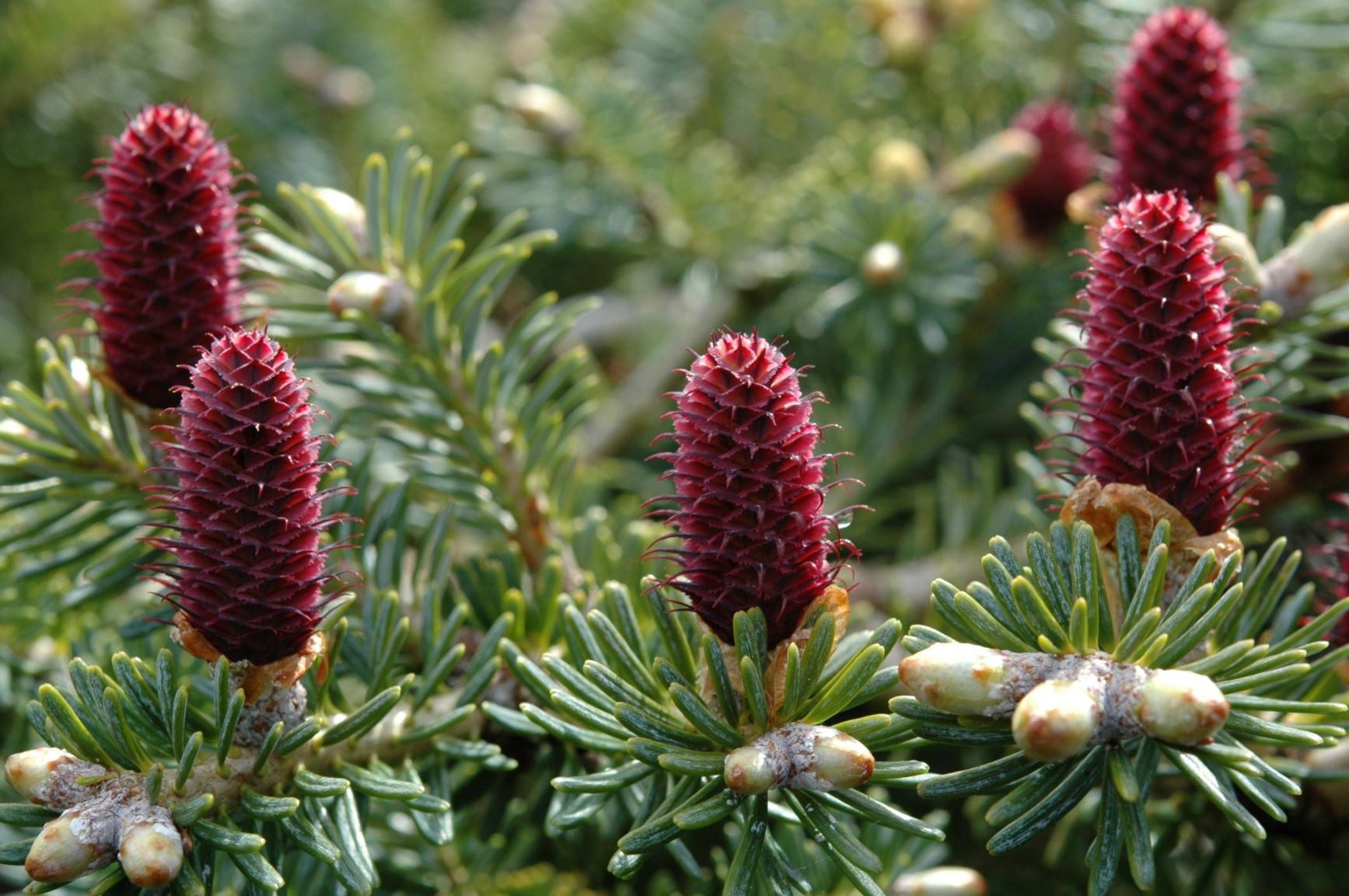 Abies Koreana Flower seeds for Planting - Shade Tolerant, Heirloom & GMO Free Seeds for Home Garden