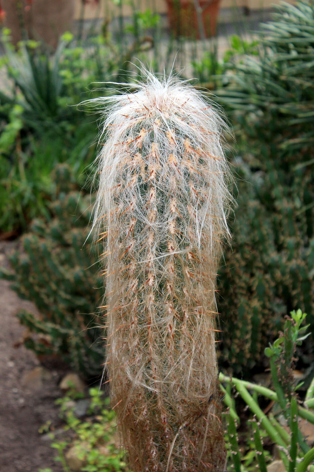 White Oreocereus Celsianus Planting Seeds  Ideal for Adding Unique Texture to Cactus Gardens and Desert Landscapes