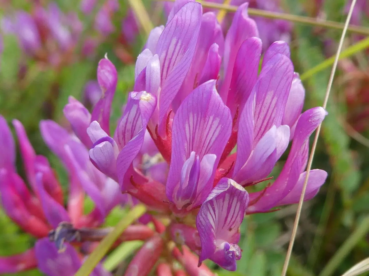 Astragalus Flower seeds for Planting - Fragrant Blossoms, Heirloom & GMO Free Seeds for Home Garden