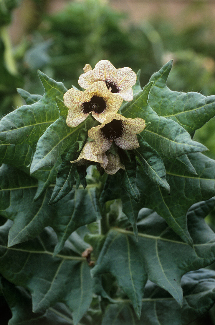 Cream Henbane Flower seeds for Planting - Vibrant Colors, Heirloom & GMO Free Seeds for Home Garden