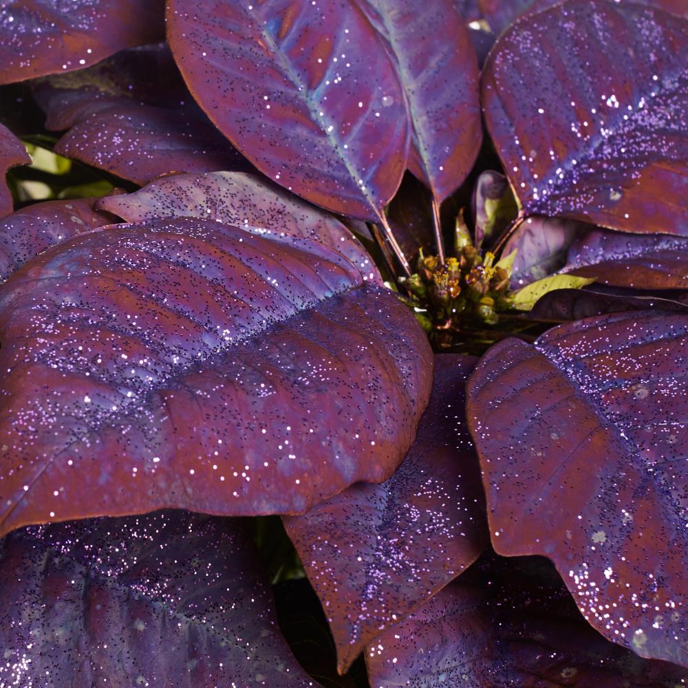 Purple Poinsettia Flower seeds for Planting - Long Bloom Season, Heirloom & GMO Free Seeds for Home Garden