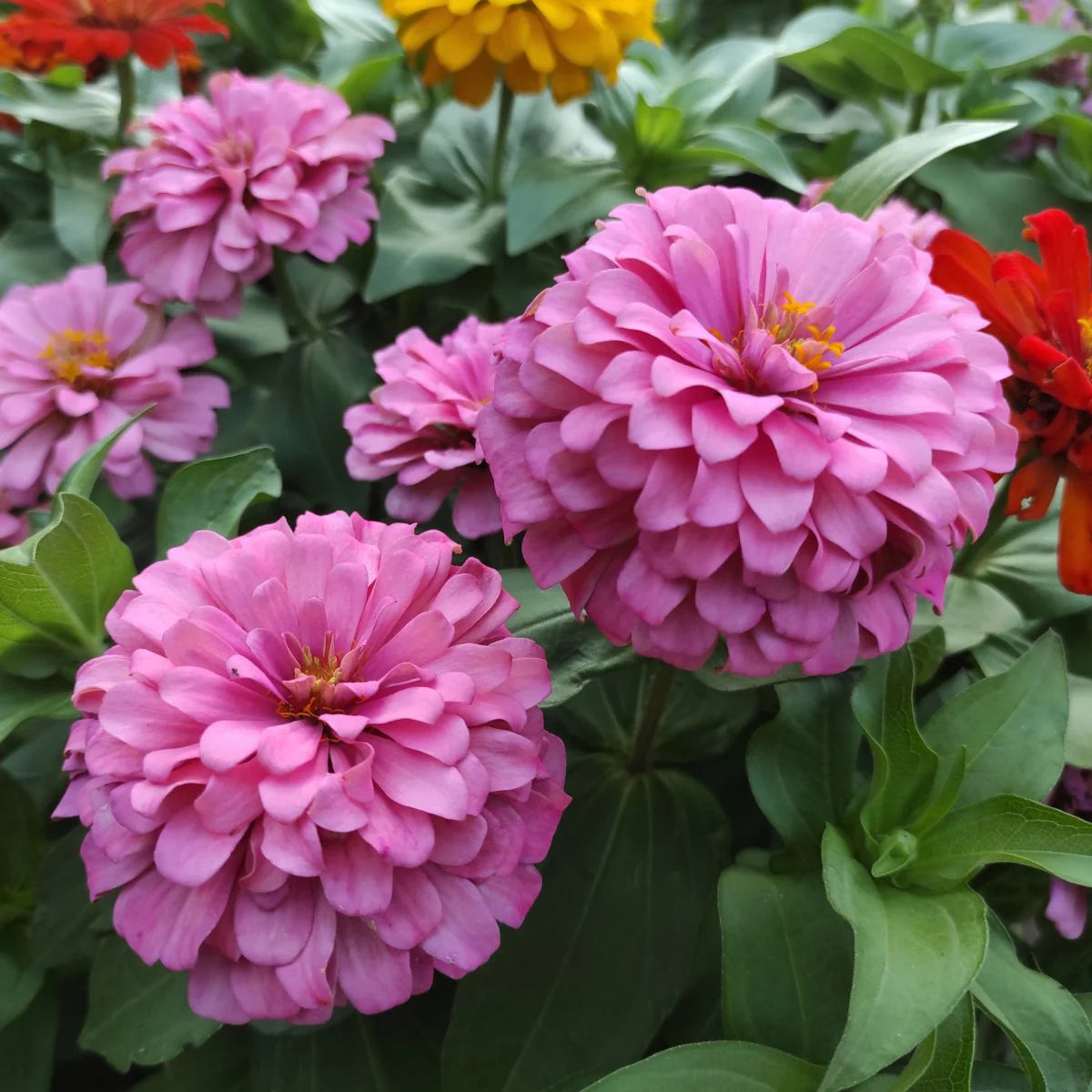 Dahlia Pink Flower Seeds for Planting  Vibrant Blooms for Your Garden - Evergrowseeds