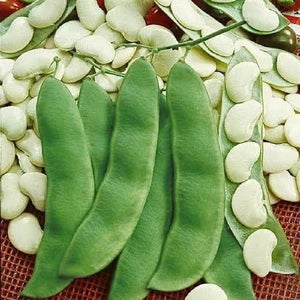 Grow Delicious Lima Beans | Easy Planting Seeds for Your Garden