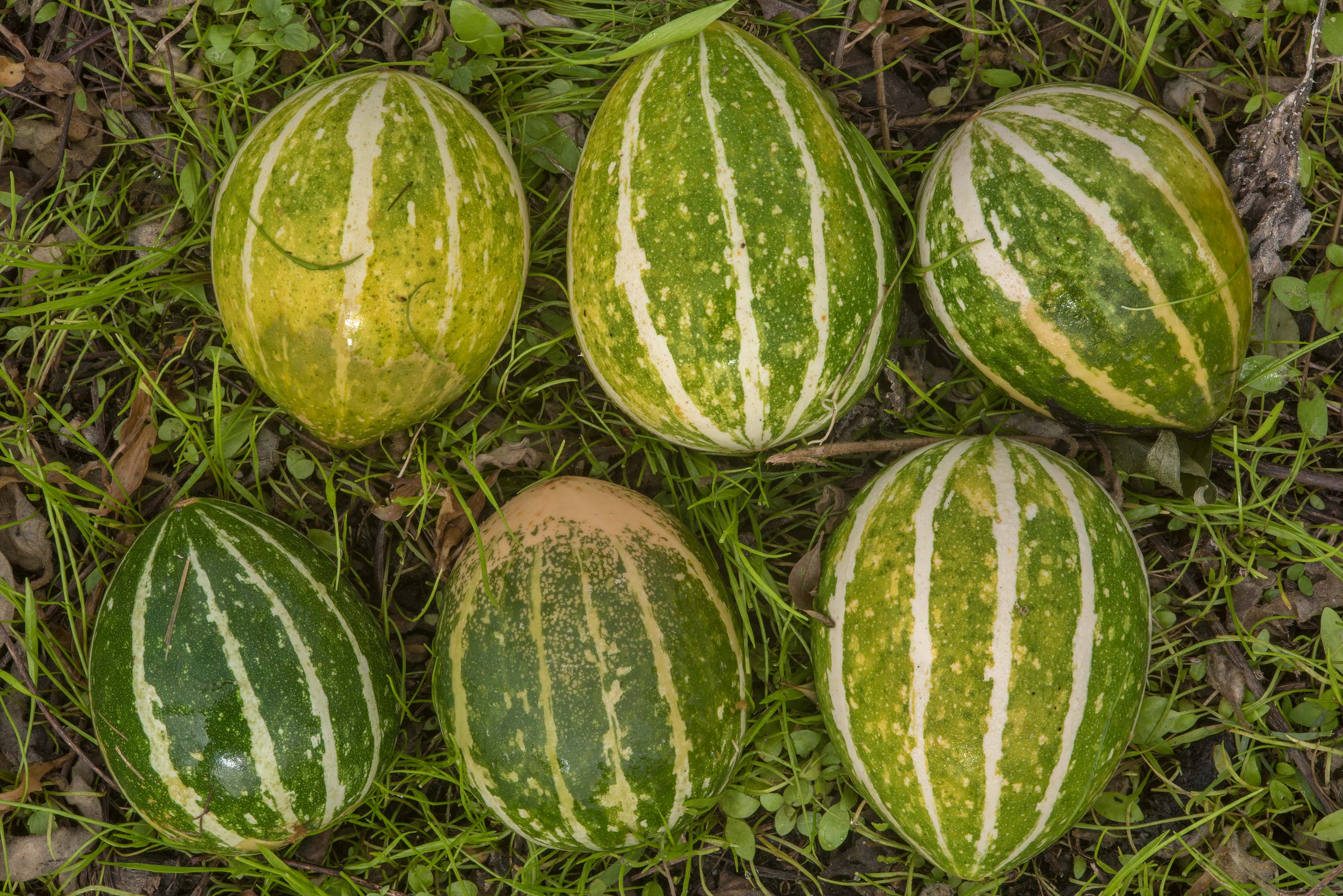Green Calabazilla Vegetable Seeds for Easy Planting