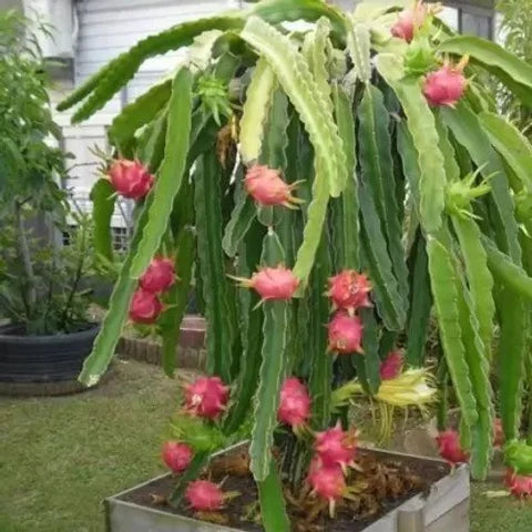 Pitaya Seeds Collection for Easy Planting