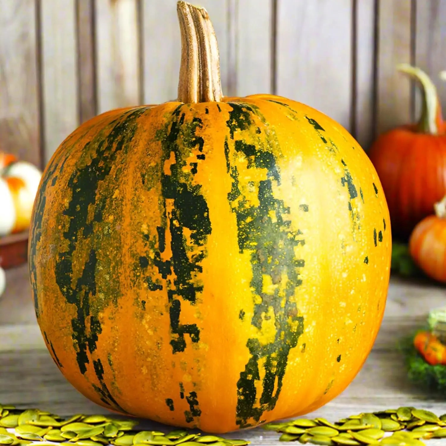 Kakai Hull-Less Pumpkin Seeds for Easy Planting