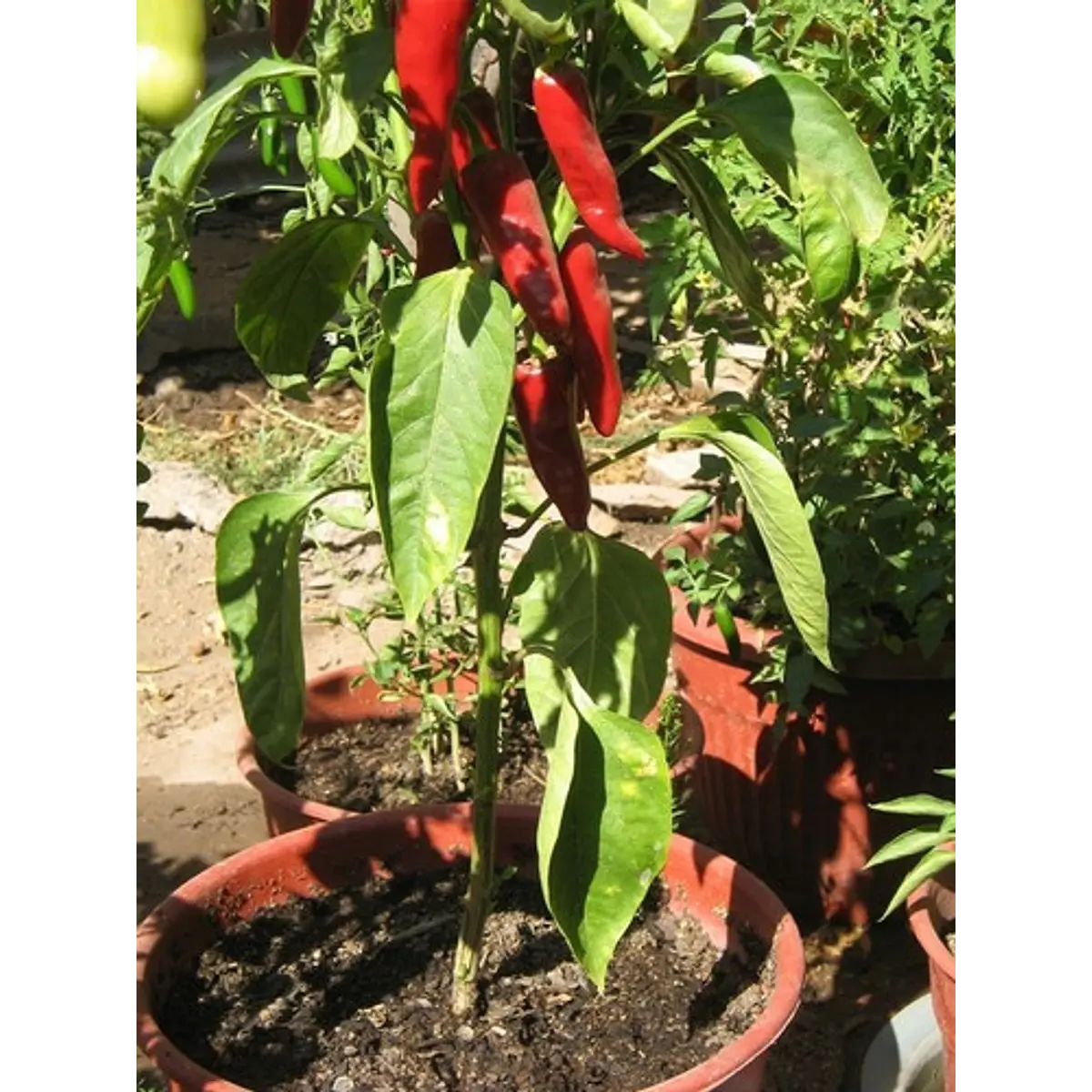 Aji Cacho de Cabra Pepper Capsicum chinense Seeds for Planting in Vegetable Patch & Garden