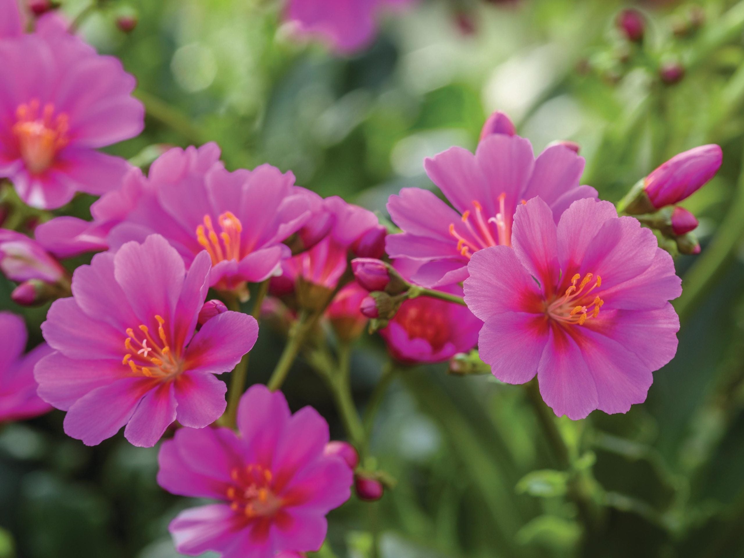 Lewisia Pink Flower Seeds for Planting | Colorful Perennial Blooms - Evergrowseeds