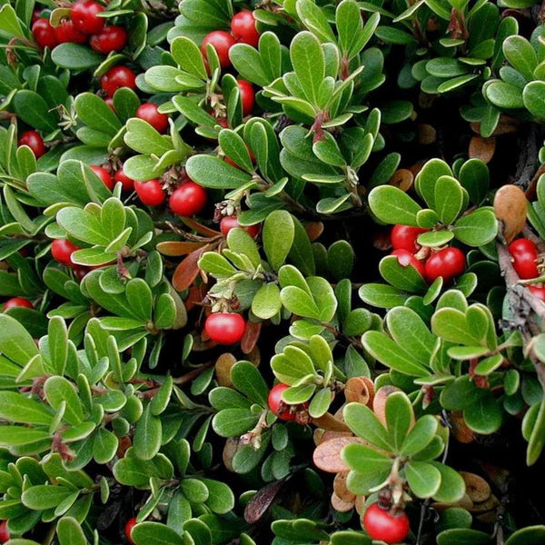 Arctostaphylos Manzanita Tree Seeds for Easy Planting