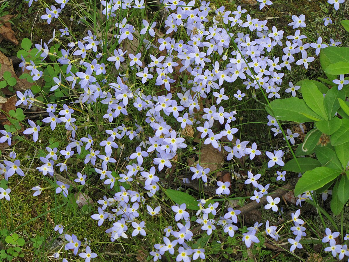Houstonia Houstonia spp Flower Seeds for Planting in Flower Bed