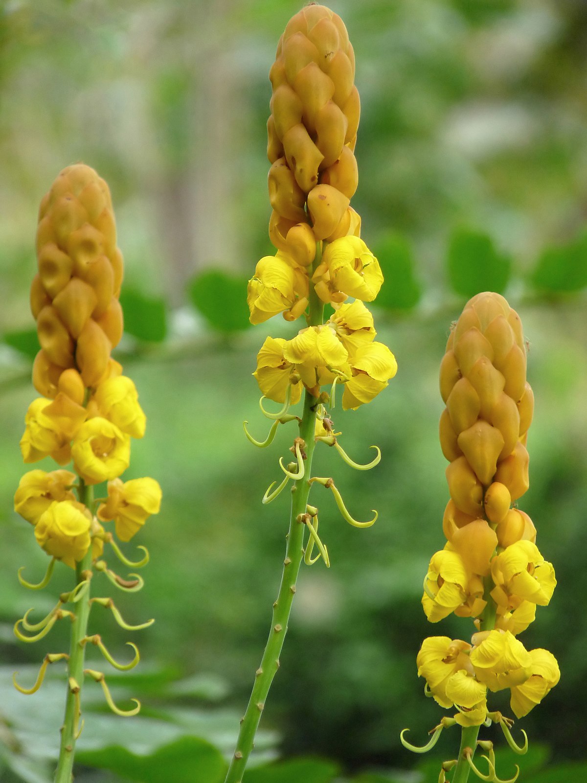 Candelabra Bush Flowering Plant Euphorbia spp. Seeds for Planting in Flower Bed
