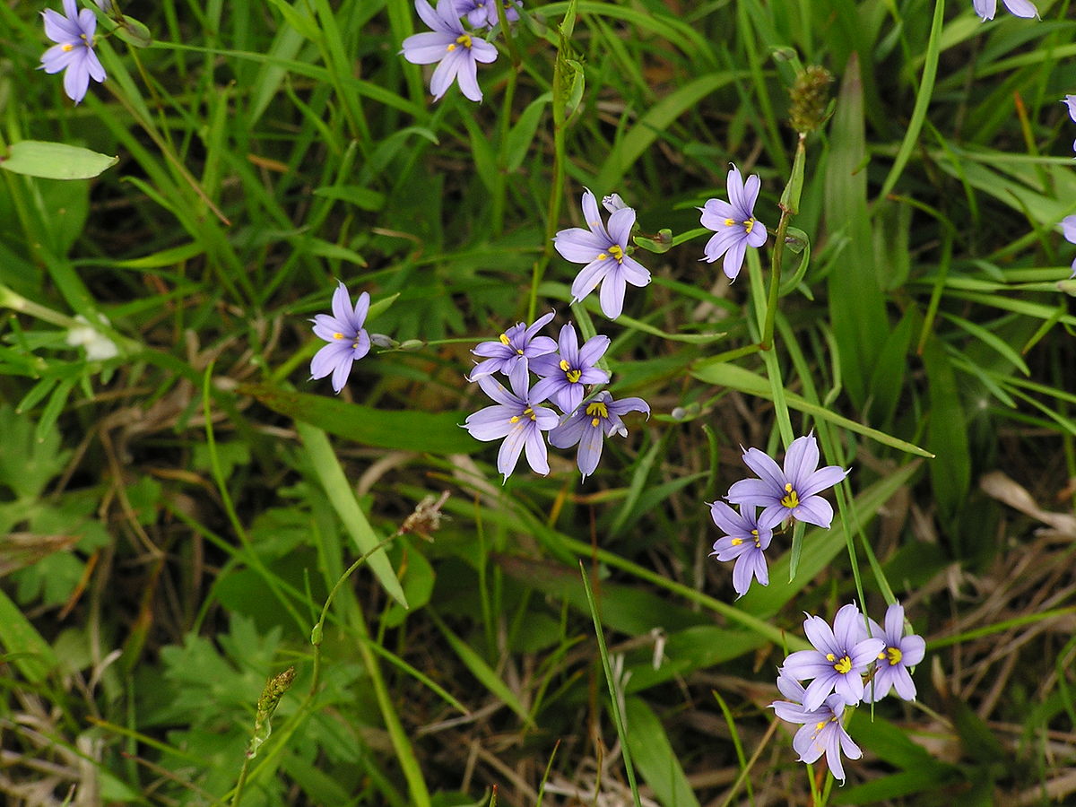 Sisyrinchium Montanum Blue-eyed Grass Seeds for Planting in Wildflower Garden