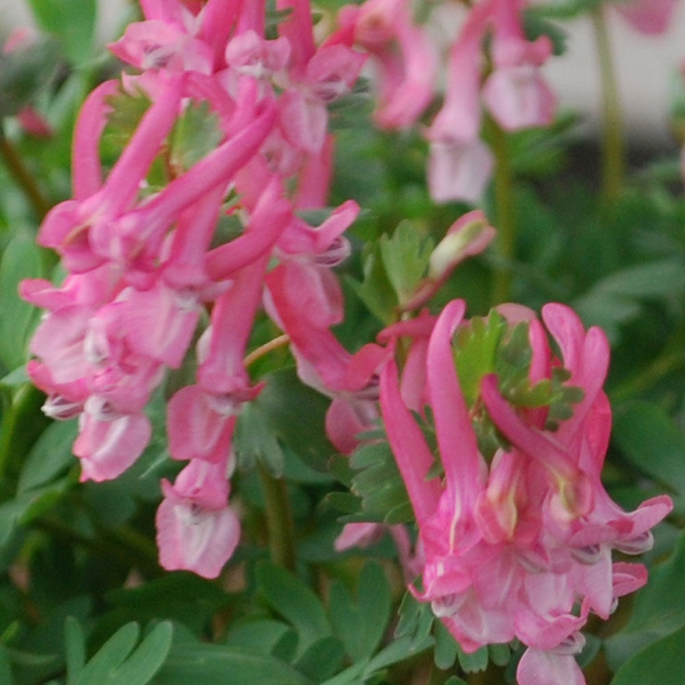Corydalis Flower seeds for Planting - Cut Flower Favorite, Heirloom & GMO Free Seeds for Home Garden