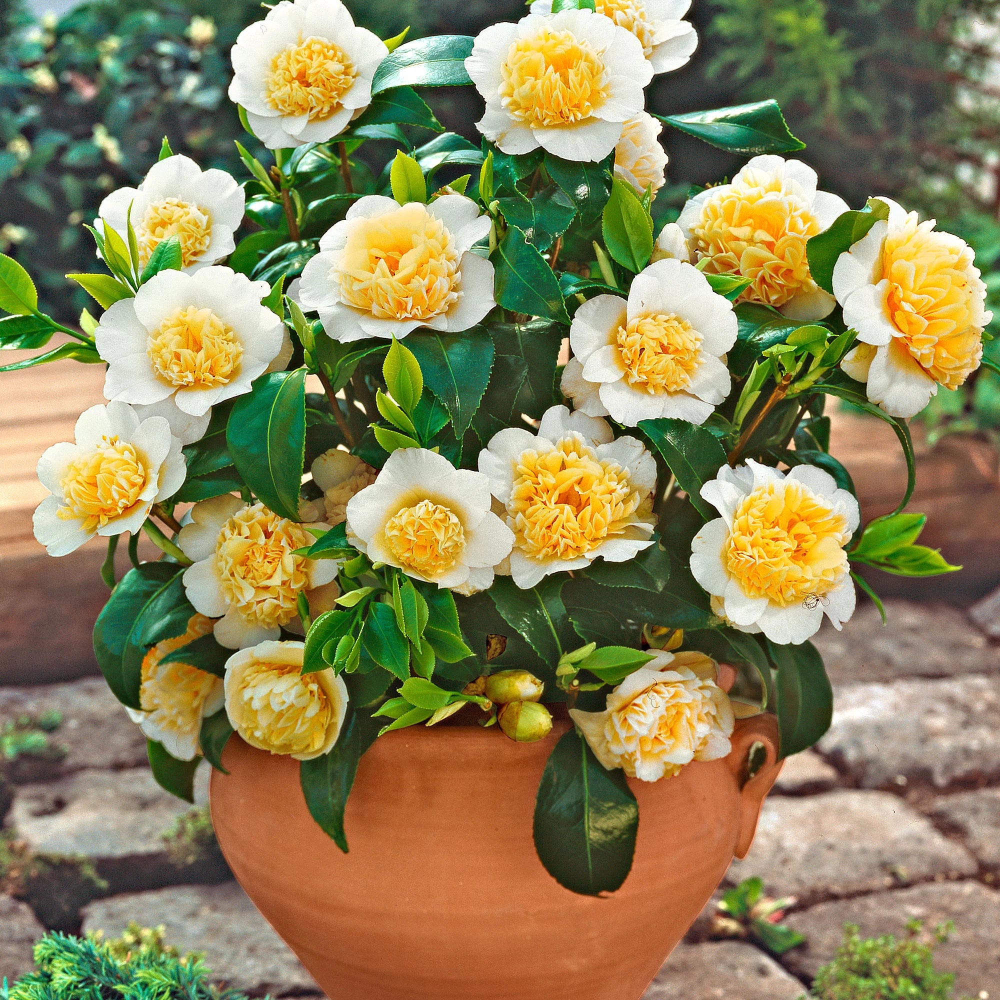 Camellia Light Yellow Flower seeds for Planting - Cut Flower Favorite, Heirloom & GMO Free Seeds for Home Garden