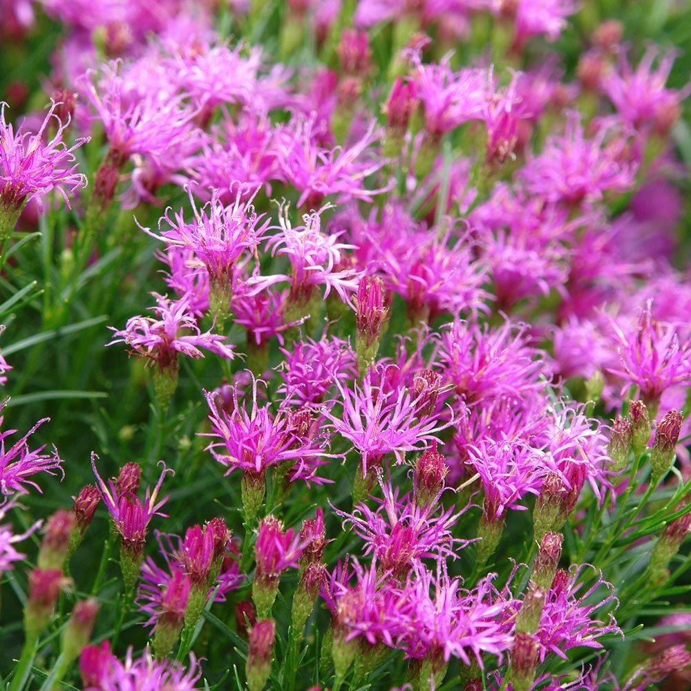 Pink Dianthus Superbus Flower seeds for Planting - Hardy Variety, Heirloom & GMO Free Seeds for Home Garden
