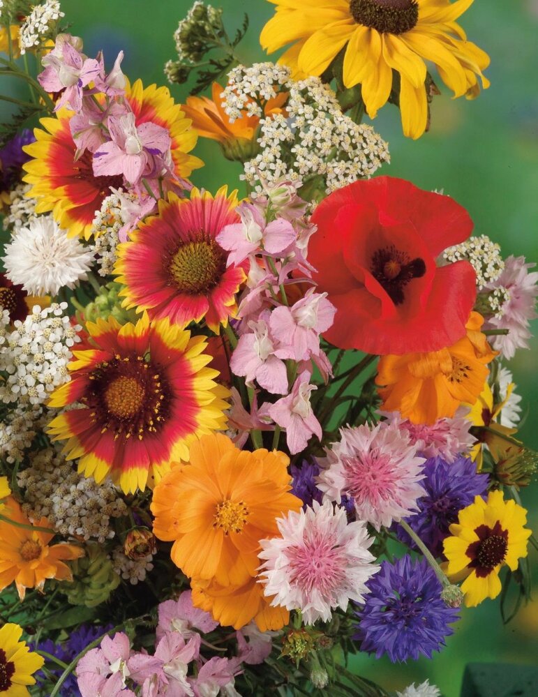 Mix nApple Blossom Flower seeds for Planting - Pollinator Friendly, Heirloom & GMO Free Seeds for Home Garden
