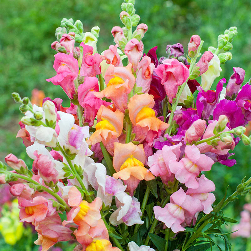 Mixed Snapdragon Flower seeds for Planting - Easy to Grow, Heirloom & GMO Free Seeds for Home Garden