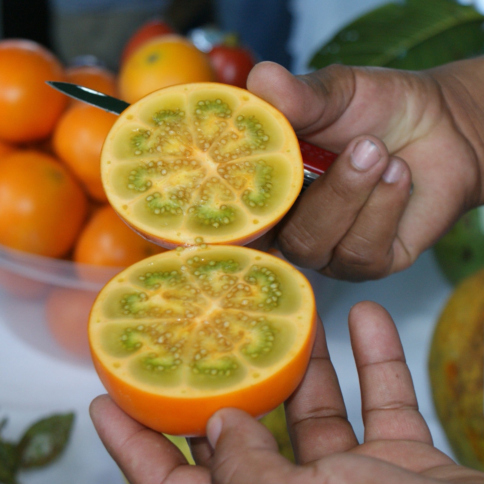 Lulo Fruit Seeds for Planting Solanum quitoense for tropical gardens and vegetable patches