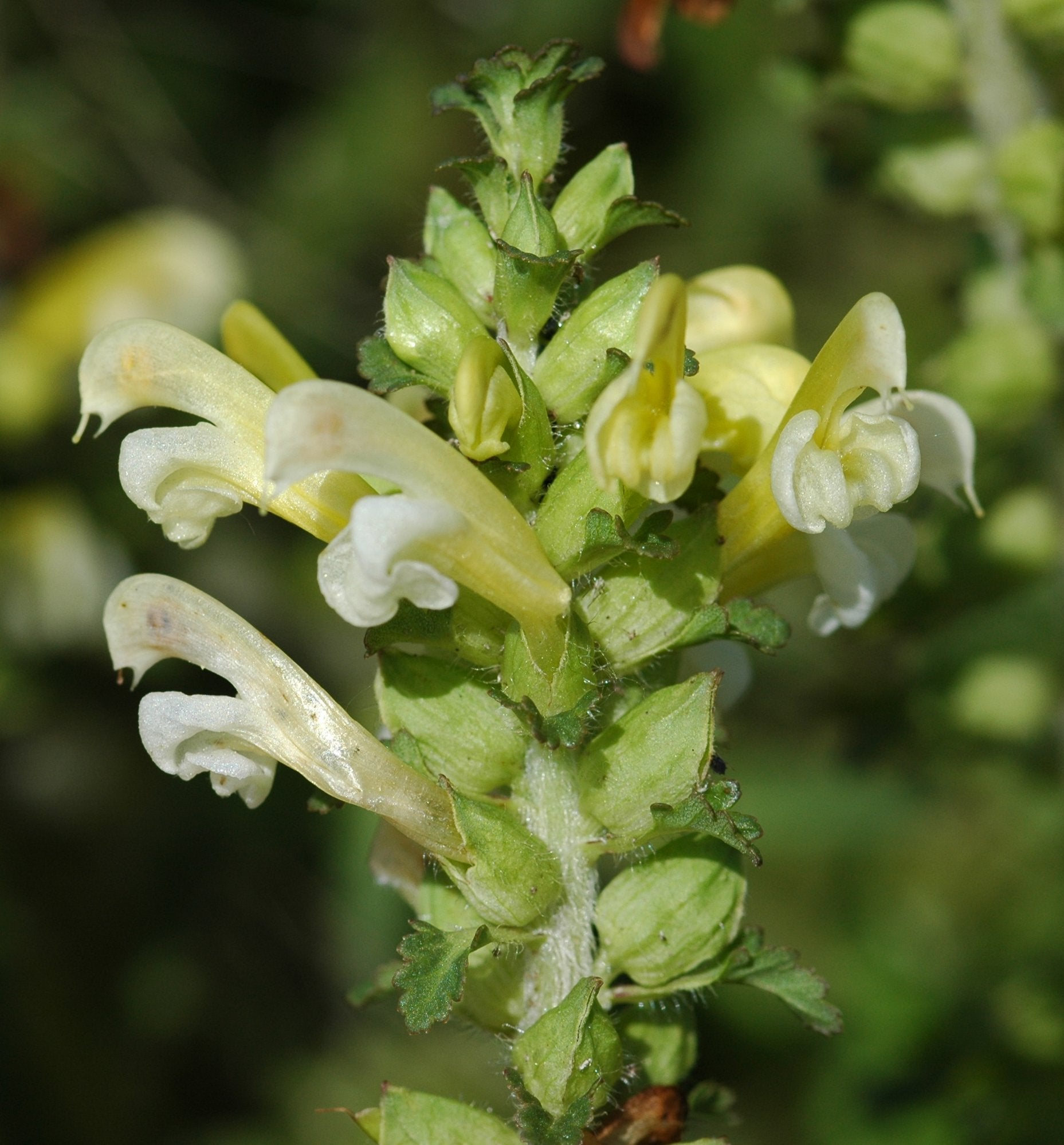 Lousewort Flower seeds for Planting - Perfect for Borders, Heirloom & GMO Free Seeds for Home Garden