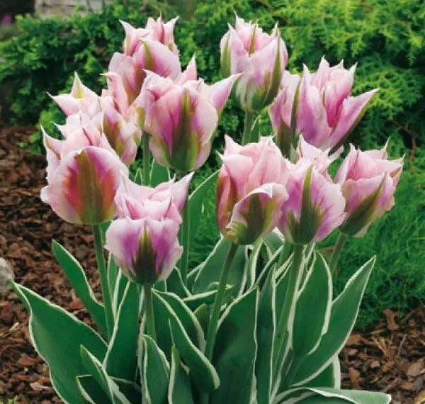 Green Pink Tulip Flower seeds for Planting - Wildflower Mix, Heirloom & GMO Free Seeds for Home Garden