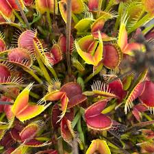 Venus Fly Trap Flower Seeds - Exotic Carnivorous Planting For Unique Indoor And Outdoor Gardens