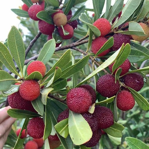 Bayberry Seeds for Planting - High Quality