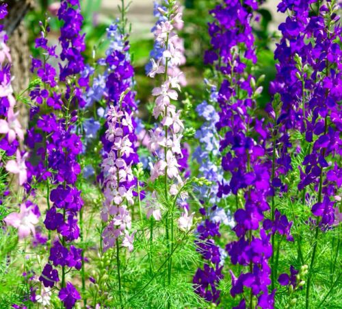 Larkspur Flower seeds for Planting - Garden Favorite, Heirloom & GMO Free Seeds for Home Garden