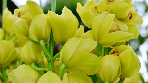 Light Green Cymbidium Orchid Flower seeds for Planting - Cut Flower Favorite, Heirloom & GMO Free Seeds for Home Garden