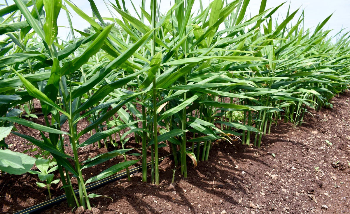 Ginger Seeds: Essential Planting Guide