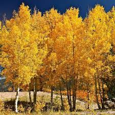 Aspen Tree Seeds For Planting Majestic Trees