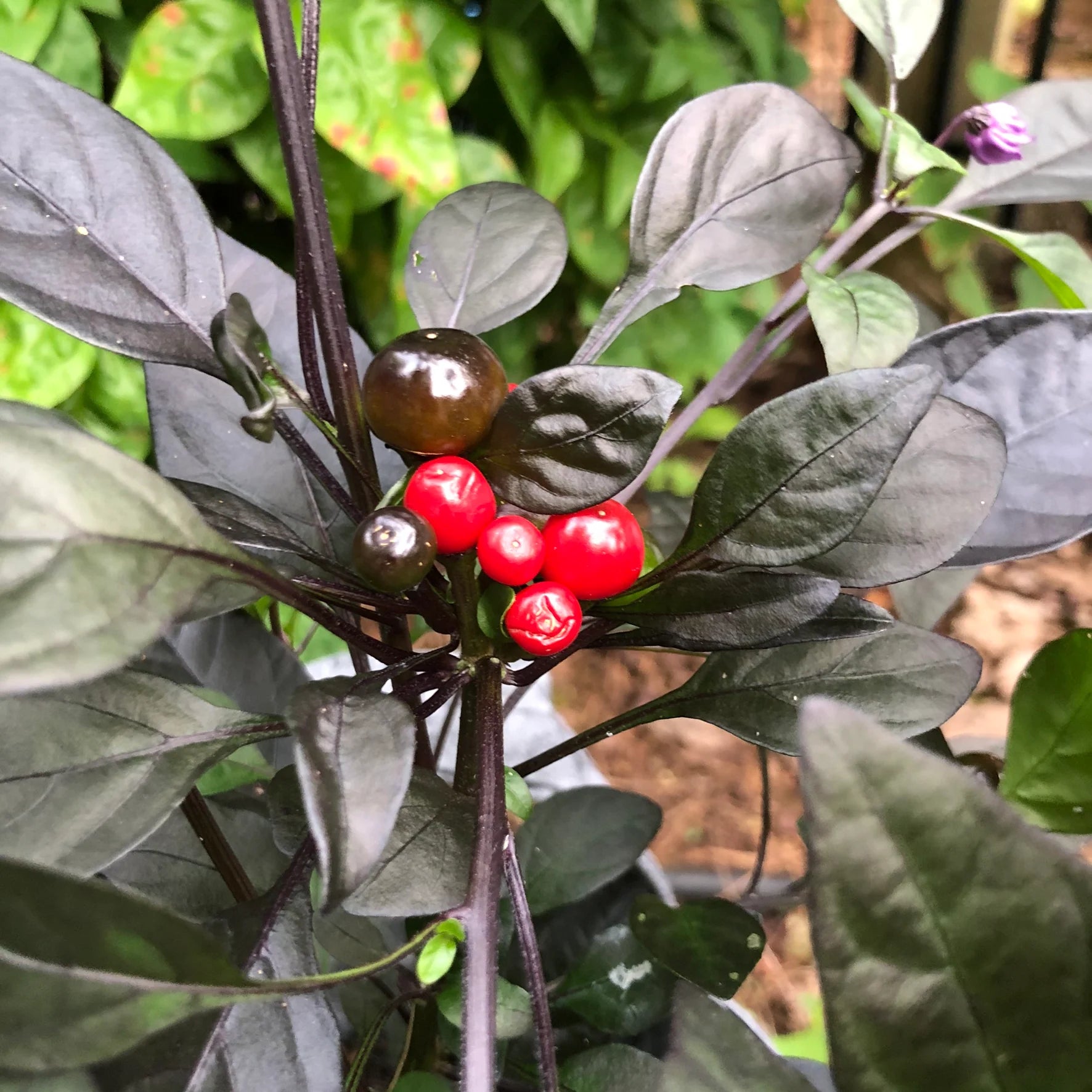 Pearl Pepper Seeds for Planting - Grow Your Own Vegetables