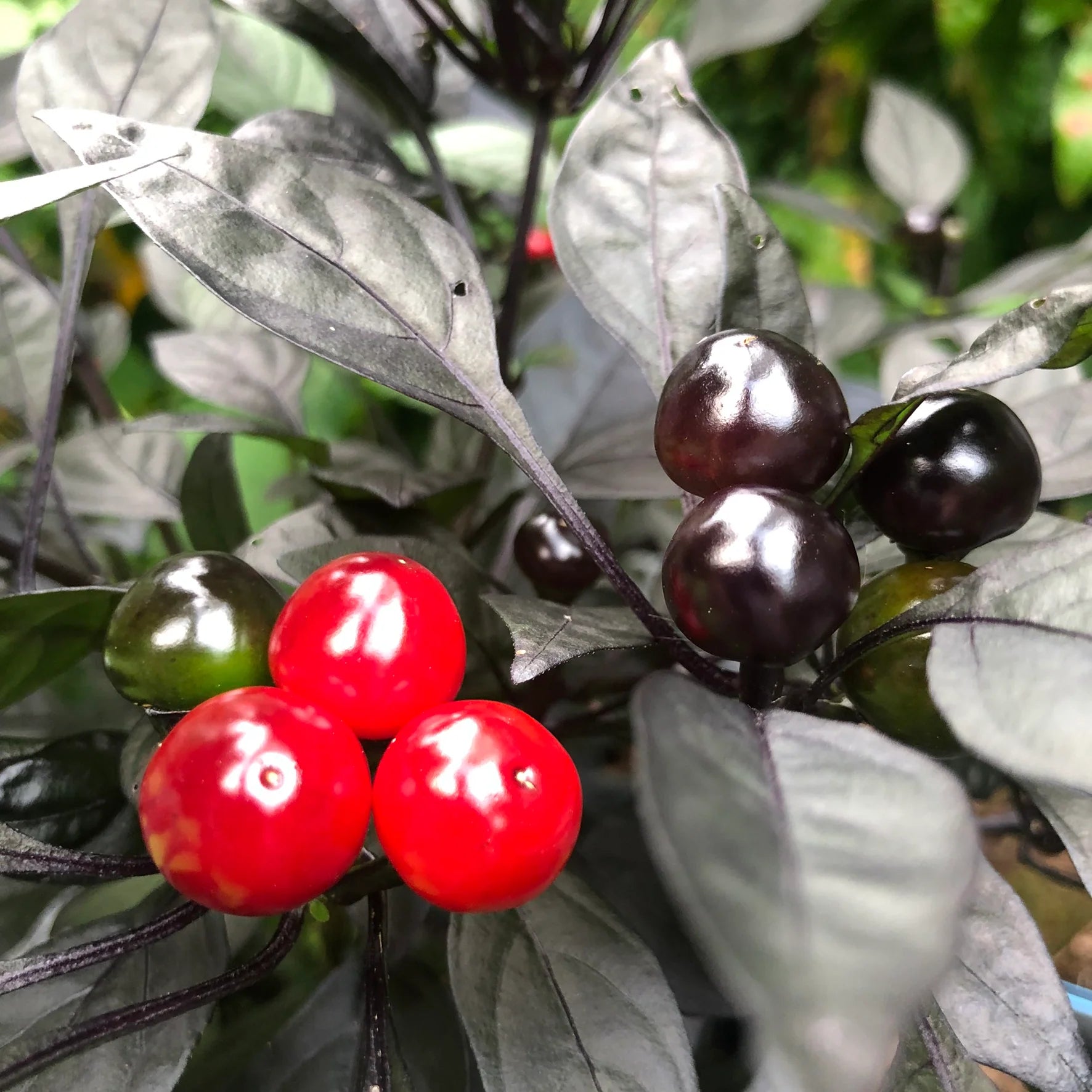 Pearl Pepper Seeds for Planting - Grow Your Own Vegetables